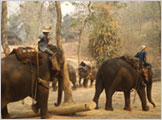 Training Camp for
Elephants